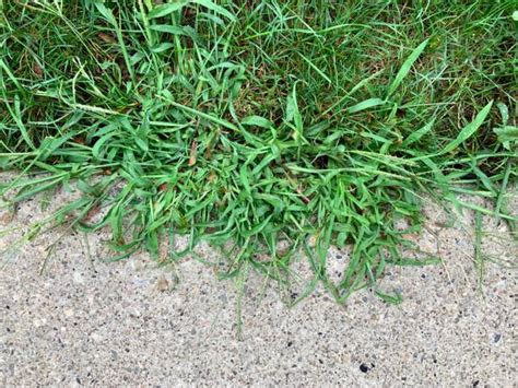 Why Does My Grass Grow In Clumps Pride In Turf Lawn Care