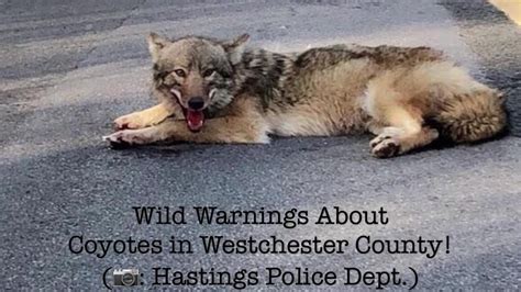 Coyote Attacks Have Westchester On Edge Youtube