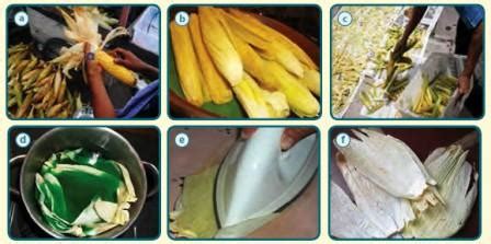 Bagi penduduk amerika tengah dan selatan, bulir jagung adalah pangan pokok, sebagaimana bagi sebagian penduduk afrika dan beberapa daerah di indonesia. Berkarya Kerajinan dari Limbah Organik | Mikirbae
