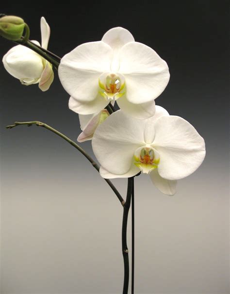 Orchid Plants White Phalaenopsis Orchidaceous Orchid Blog 蘭花 蘭 花