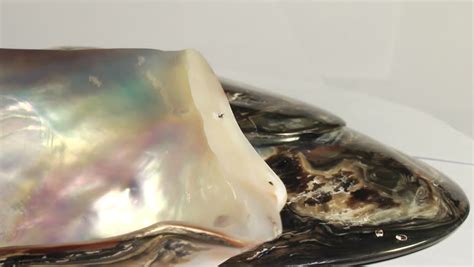 Clam With Pearl In It Image Free Stock Photo Public Domain Photo