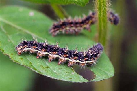 How To Identify And Control Common Sunflower Pests Gardeners Path