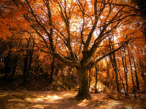 Autumn Tree 4k Hd Nature 4k Wallpapers Images