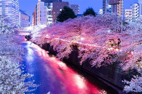 Explore Some Of The Most Popular Nighttime Cherry Blossom Viewing Spots