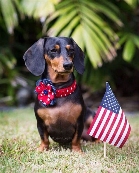 dachshund, doxie, 4th of July | Dachshund, Doxie, Animals