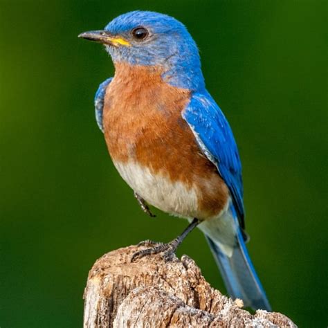 Lyanne 🪩 On Twitter Rt Sunfflouwerry Hes A Little Bluebird