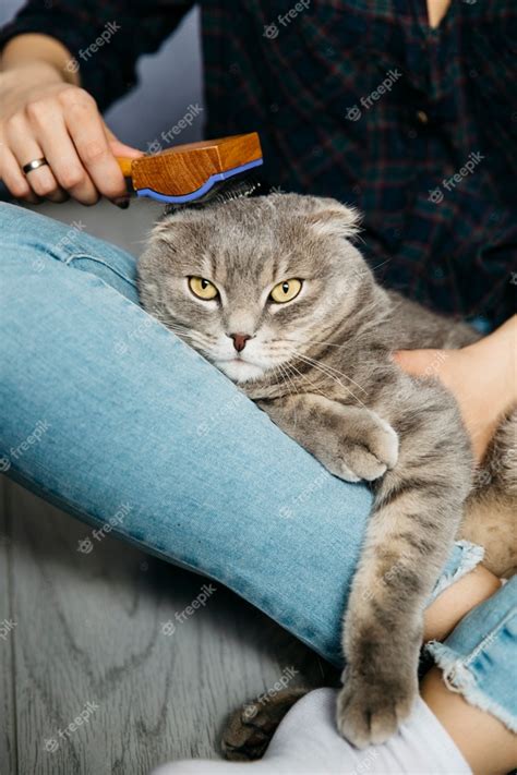 Responsibilities Of Taking Care Of A Cat Cat Meme Stock Pictures And