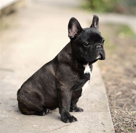 You may fall in love with them! Blue French Bulldog Price In India