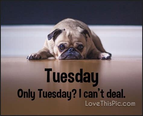 Tuesday's are really just monday's dressed in their sunday best. Only Tuesday I Cant Deal! | Tuesday quotes funny, Tuesday ...