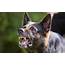 Snarling Dog  What Its Mean And How To Deal With Growling