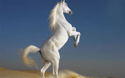 Arabian Horse Photo Gallery Wallpaper 53 Images