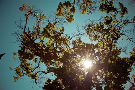 Brown Cyan Flare Green Leaves Sky Sun Trees 4k Wallpaper