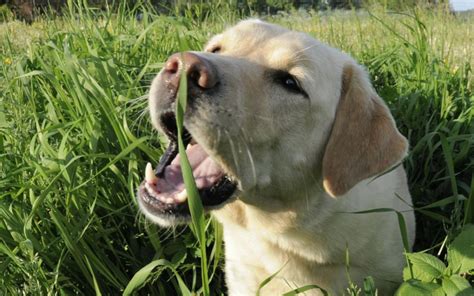 I'm going to give you a slightly different answer than some of the others. Why does my dog or cat eat grass? - Australia's best flea ...