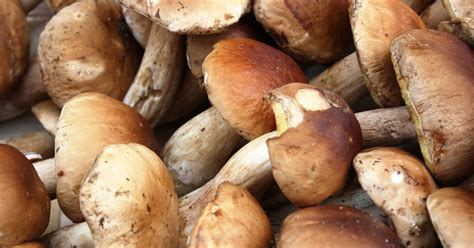 Porcini Mushroom Nutrition Information | LIVESTRONG.COM