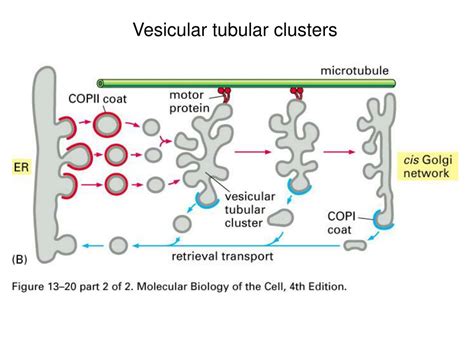 PPT Last Class 1 Transportation At The Plasma Membrane A Carrier