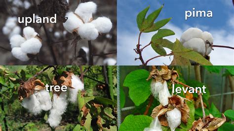 Uses And Types Of Cotton