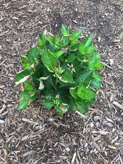 I planted it with a metal trellis across the i planted a climbing hydrangea about 6 or 7 years ago to the side of our front door. Any idea what's up with my hydrangeas? Disease? Lack of ...