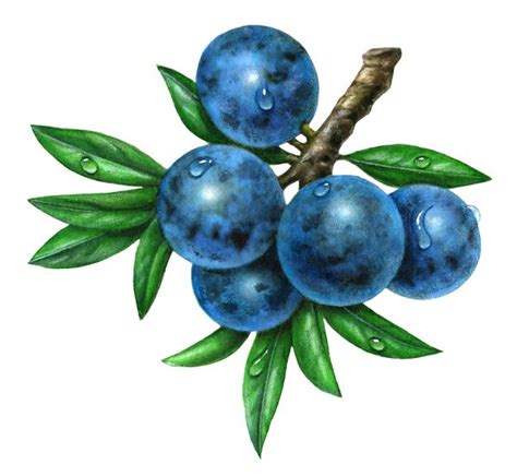 Sloes Clipart 20 Free Cliparts Download Images On Clipground 2023
