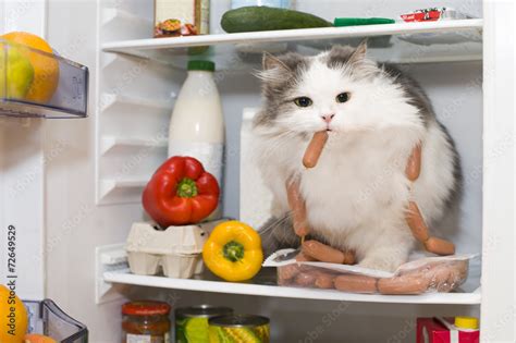 Cat Steals Sausage From The Refrigerator Stock Foto Adobe Stock