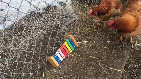 Introducing Our Chickens To The Xylophone Youtube