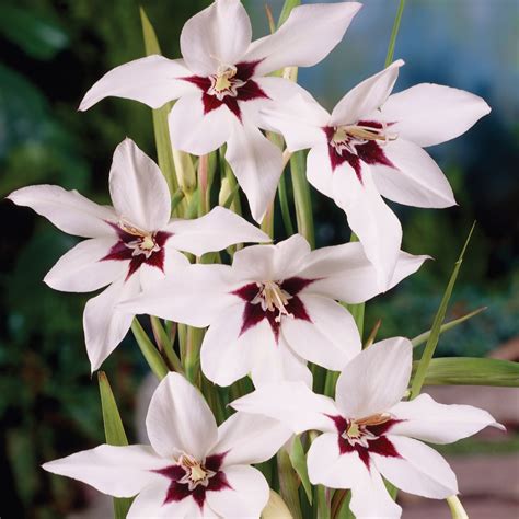 De Jager 50 X Gladiolus Acidanthera Peacock Lily Bulb Collection Page