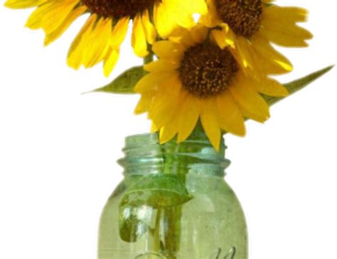 Download Transparent Drawn Mason Jar Sunflower Png Sunflower In Mason