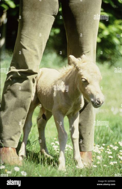 One Hour Old Falabella Miniature Horse Angelica Born To Sandstorm At