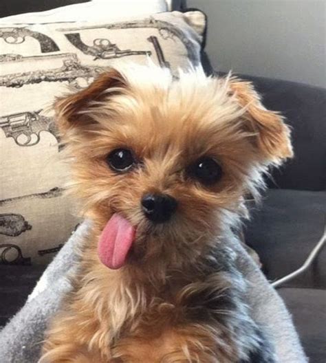 40 Cute Puppy Pictures To Make You Say Aw Cute Puppy Pictures