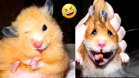 Funny And Cute Hamsters Video Compilation Funny Mice 🐭🐹