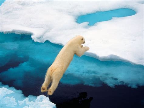 Polar Bears Pictures And Wallpapers Cini Clips