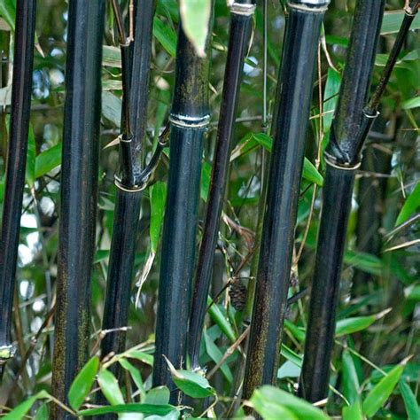 Buy Phyllostachys Nigra Black Bamboo Perfect For Screening 5l Pot 60