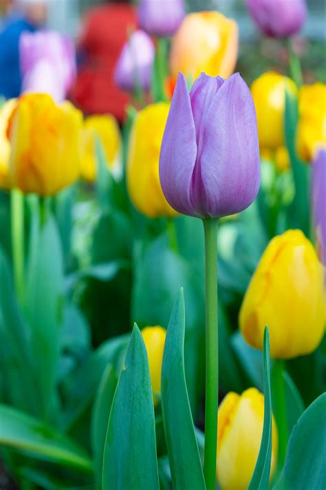 Best 500 Tulip Pictures Hd Download Free Images On Unsplash