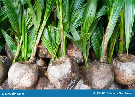 Coconut Seedlings Stock Images Download 229 Royalty Free Photos