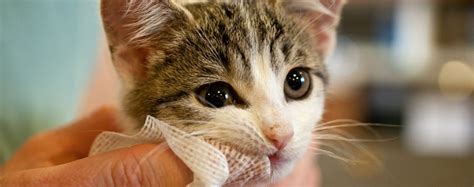 How to clean a cat's teeth: Dental Care and Hygiene for Cats - Pets Grooming Prices
