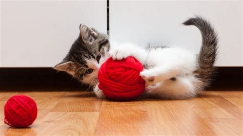 Funny Cats Playing With Yarn Compilation Funnycat Tv