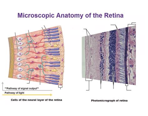 Microscopic Anatomy Of The Retina Kknapp 2016