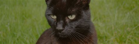 Black cat appreciation day is celebrated on august 17th. The History of Hating Black Cats on #BlackCatAppreciationDay