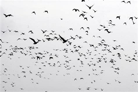 Flock Of Birds Sky Bokeh 3 Wallpaper 2700x1807 219262 Wallpaperup