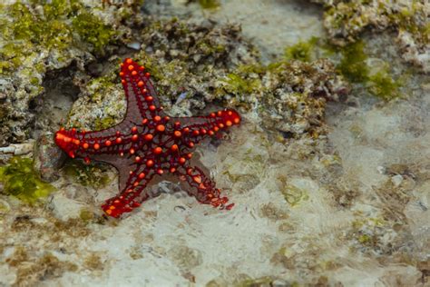 Red Knobby Starfish