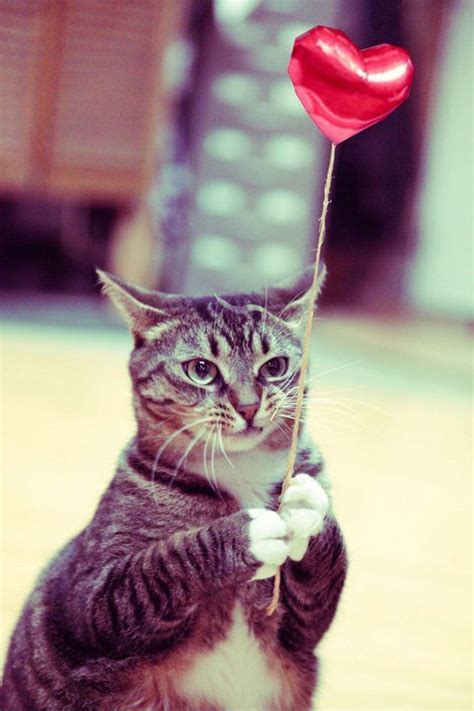 Cats Who Want To Be Your Valentine This Valentine S Day Pictures Cattime Crazy Cats