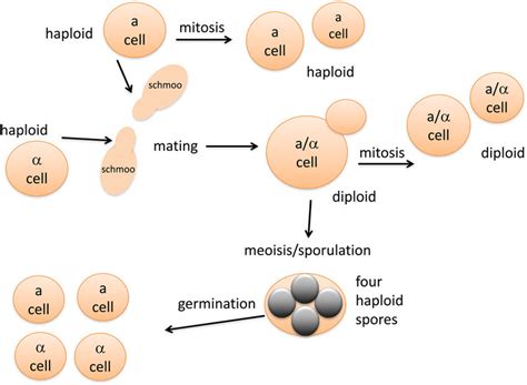 A Simplified Life Cycle Diagram Of Laboratory Budding Yeast Haploid