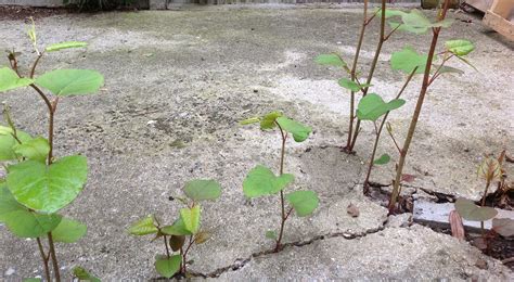 De heggenduizendknoop (fallopia dumetorum, basioniem: Japanse Duizendknoop woekert voort in Nederland - 247Green.nl