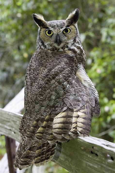 great horned owl photos 🦉 fandom