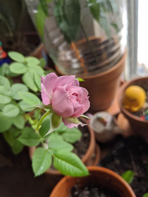 My Miniature Rose Is Blooming😍 I Kind Of Wasnt Expecting It To Last