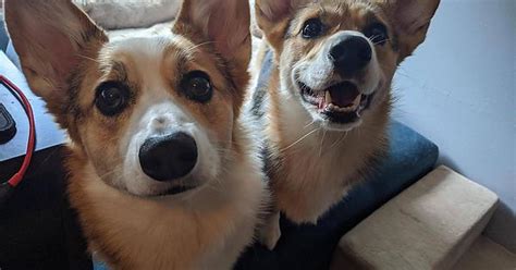 Corgis Album On Imgur