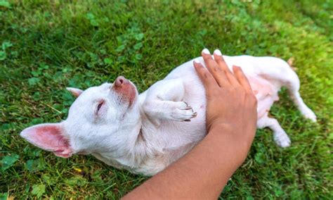 Belly Rubs Why Dogs Actually Love Them So Much Imp World