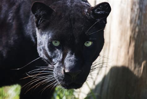 Black Panther One Of The Strongest Climbers Among All The Big Cats