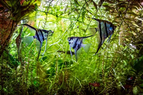 5 Best Live Plants For Angelfish Aquariums
