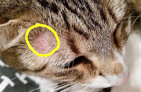 The Process That Causes Ringworm In Cats And Why Symptoms Are Circular