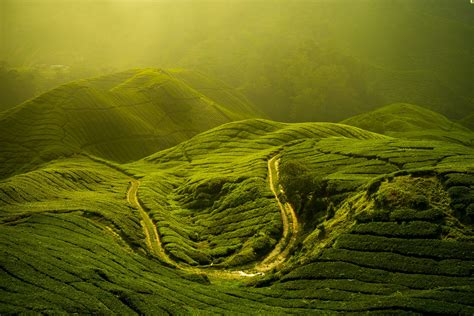 Cameron Highlands Travel Malaysia Lonely Planet